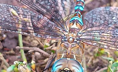 Мужчина случайно нашел большую бабку, которая ожила после нескольких минут на солнце