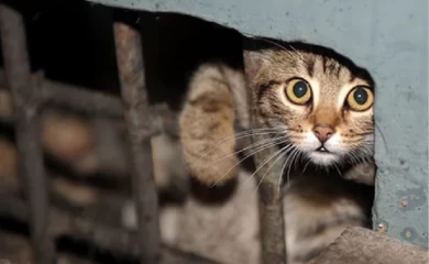 "Сила людей" і людяність: головна комунальниця Обухова ігнорує власну партію і продовжує вбивати вуличних тварин