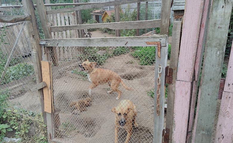 Обухівські активісти продуктивно попрацювали у притулку  для тварин (фото)
