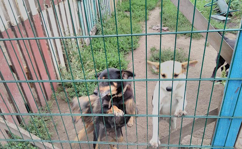 Обухівські активісти продуктивно попрацювали у притулку  для тварин (фото)