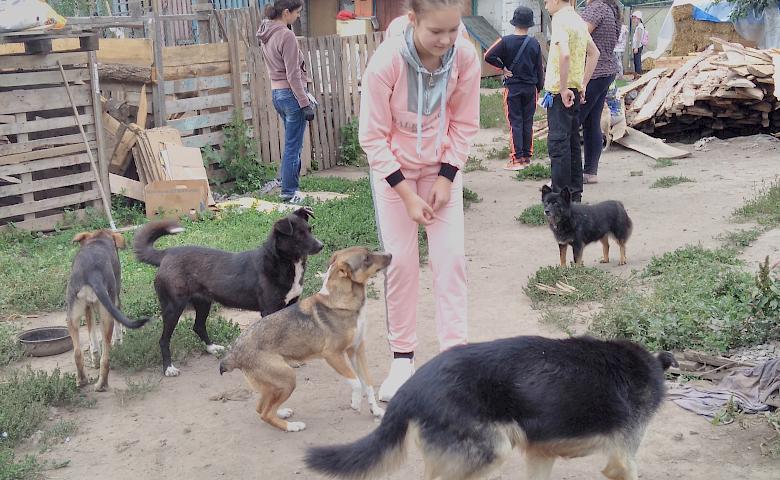 Обухівські активісти продуктивно попрацювали у притулку  для тварин (фото)