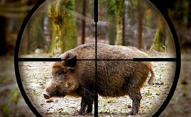 На Обухівщині браконьєри розстрілюють диких тварин з вертольотів
