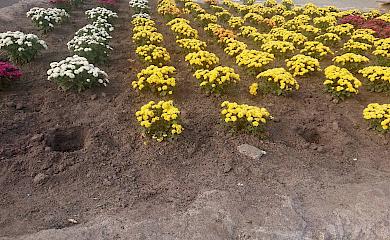 З клумби на Алеї героїв Небесної Сотні в Обухові крадуть квіти