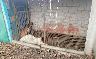 В Обухові двійко псів залізли до вольєру і загризли козла