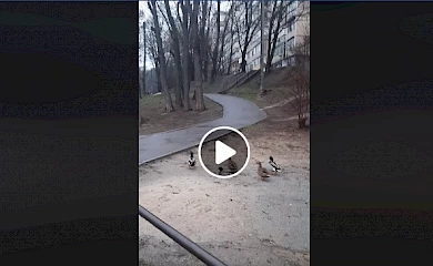 Комедія та й годі: качки з озера в центрі Обухова влаштували дефіляду містом (відео)
