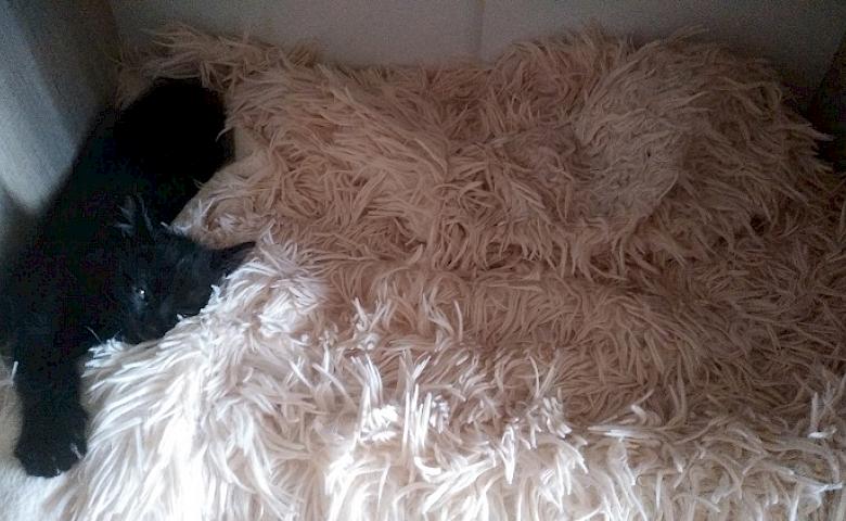 котєча нора