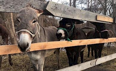 Молоко з віслючої ферми на Обухівщині коштує 1000 гривень за літр