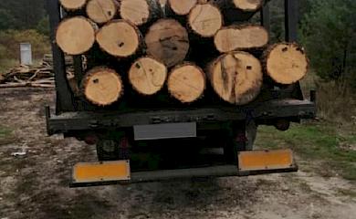 На околиці Обухова невідомі вирубали майже сотню дубів