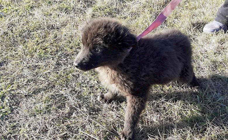 "Ведмедик": волохатий клубок хорошого настрою готовий до переїзду