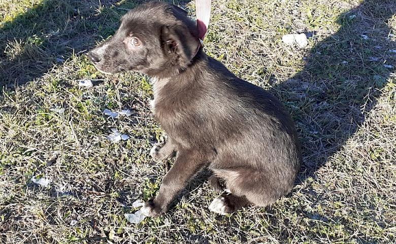 "Білогрудка": майже як Бім, але, біле не вухо