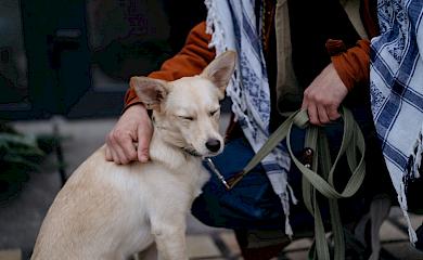 Найкраща собака у світі - з притулку біля Обухова