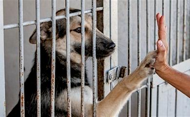 Притулку для тварин на Обухівщині потрібні вживані меблі