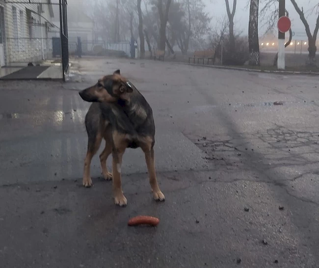 Песик-підліток мріє про родину