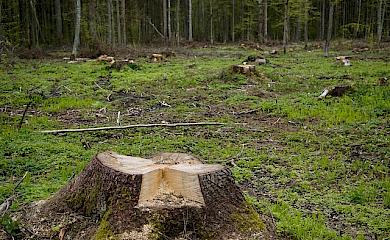 Обухівщина потерпає від несанкціонованих вирубок лісу