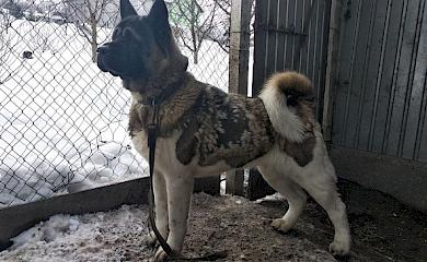 На Обухівщині господарі знайшли песика, який загубився
