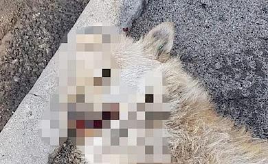 В Обухові водій-порушник збив собаку: тварина загинула