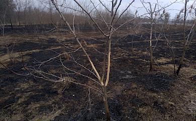 В Обухові невідомі спалили єдиний в місті ландшафтний заказник