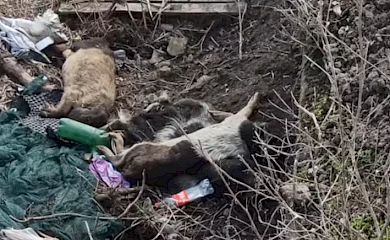 Сміттєзвалище, кози та мертві свині: так виглядає узбережжя річки Красна