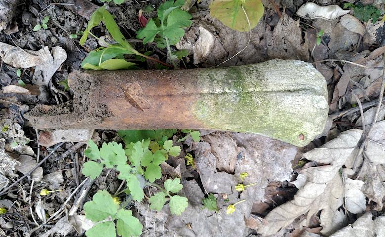 кістка тварини з городища. може олень