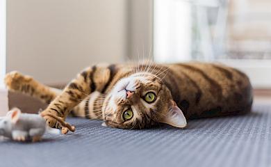 В монастирі біля Обухова вакцинуватимуть і стерилізуватимуть тварин