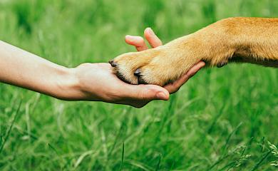 Зеленский подписал законопроект о защите домашних и диких животных