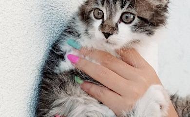 Словно из рекламы: волшебный котенок ищет дом