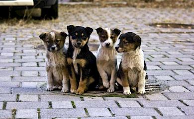 Уличные животные - органическая часть Обухова?