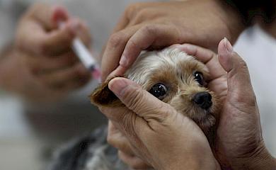 На Обухівщині вакцинуватимуть тварин від сказу: де саме