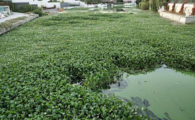 На водоемах Обуховщины заметили растение из тропиков