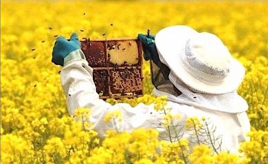 Обухівські пасічники можуть отримати державну дотацію