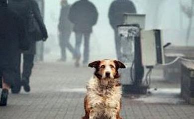 Обуховские зоозащитники запустили свой телеграмм-канал