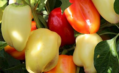 Выращивание и уход за перцем