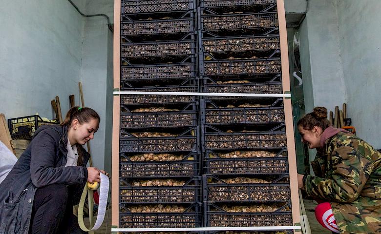 Остання машина равликів поїхала з ферми Обухівського району в Іспанію
