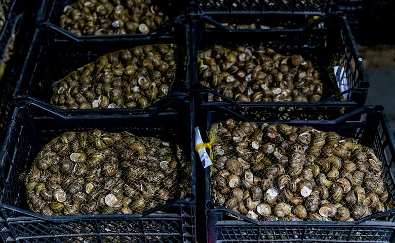 Остання машина равликів поїхала з ферми Обухівського району в Іспанію