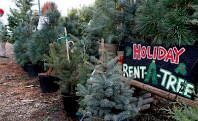 Экологи объяснили, как проверить елку на легальность