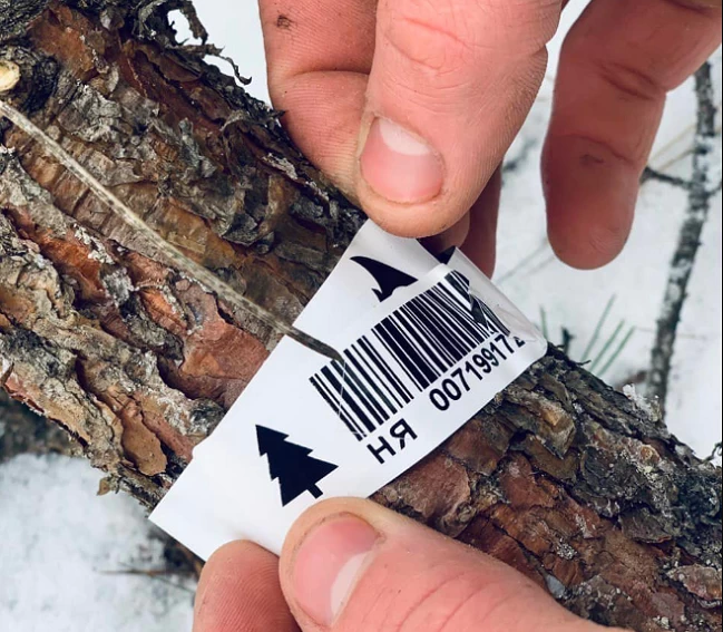 Экологи объяснили, как проверить елку на легальность