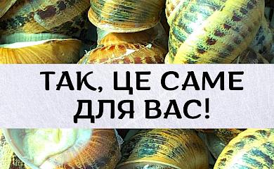 Біля Василькова вчать вирощувати їстівних равликів