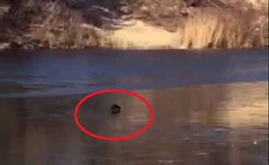 На Обухівщині помітили невідомого звіра: відео