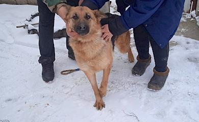 I help dog допоміг зі стерилізацією тварин у Ржищеві