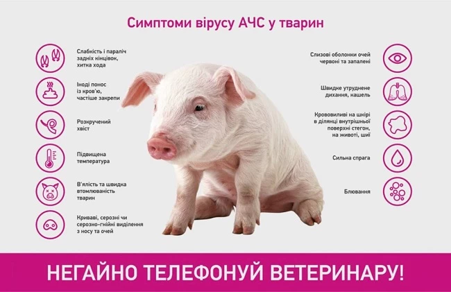 На Обухівщині виявили африканську чуму свиней