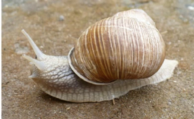 На фермі Native Snails під Обуховом розповіли, яких равликів можна їсти