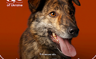 В Україні запустили ініціативу Adopt pets of Ukraine