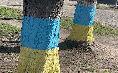 У Витачеві під час толоки патріотично "побілили" дерева
