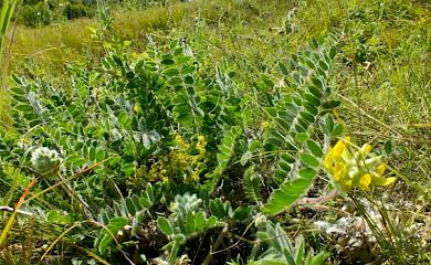 В Обухівському районі знайшли дві популяції червонокнижної рослини