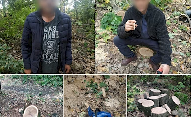 На Обухівщині правоохоронці викрили незаконну рубку