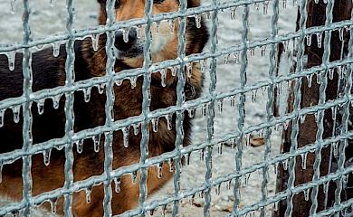 ​​Притулку для тварин в Обухівському районі потрібні дрова