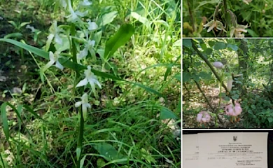 В Обухівському районі створили нову пам'ятку природи