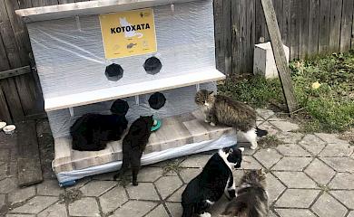 Обухівську "Котохату" заселили перші мешканці