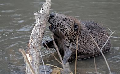 В Обухівському районі бобри підтоплюють людські оселі