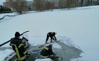 В Обухові рятувальники допомогли качкам з Нижнього озера